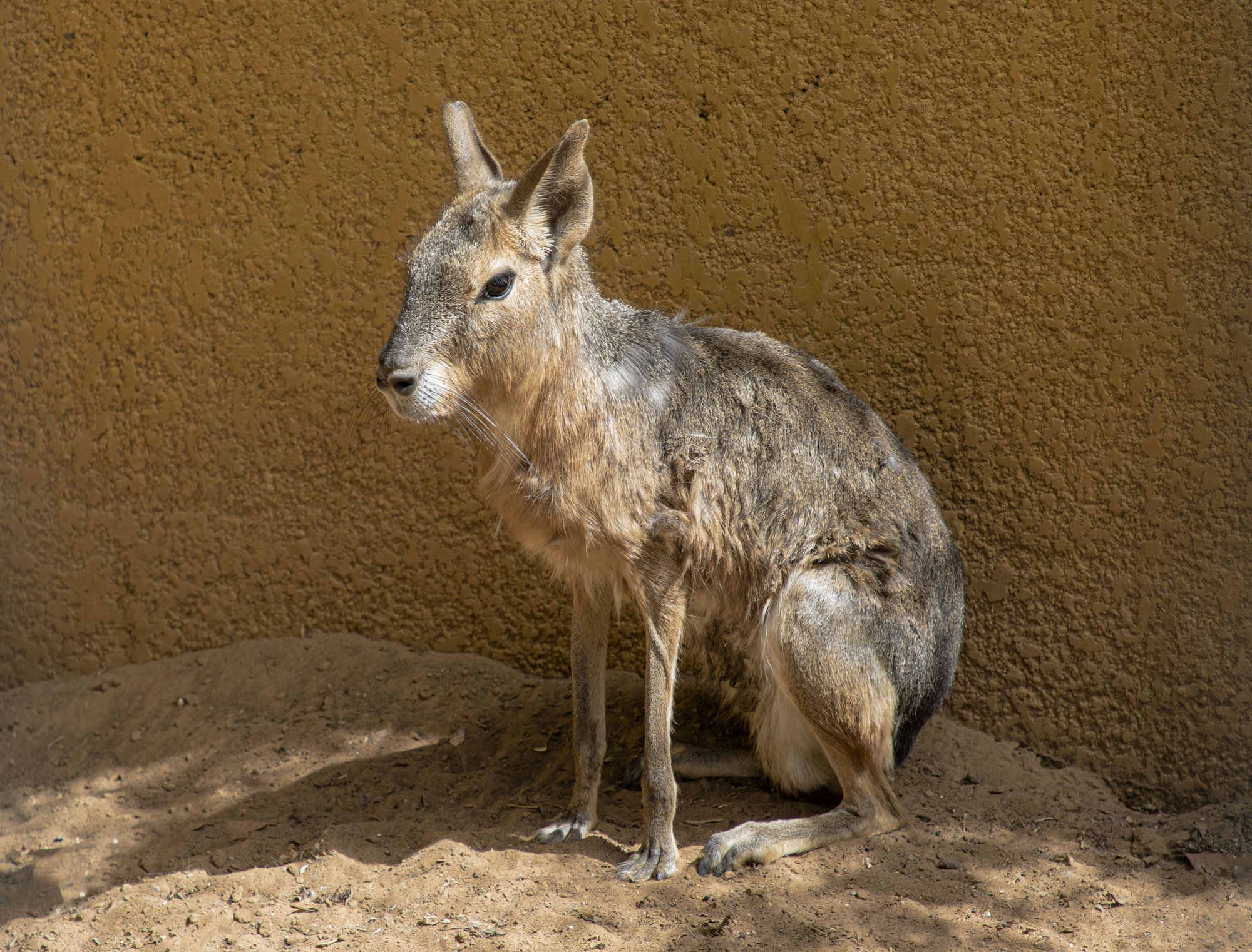 Parc animalier du Complexe du Parc Exotique