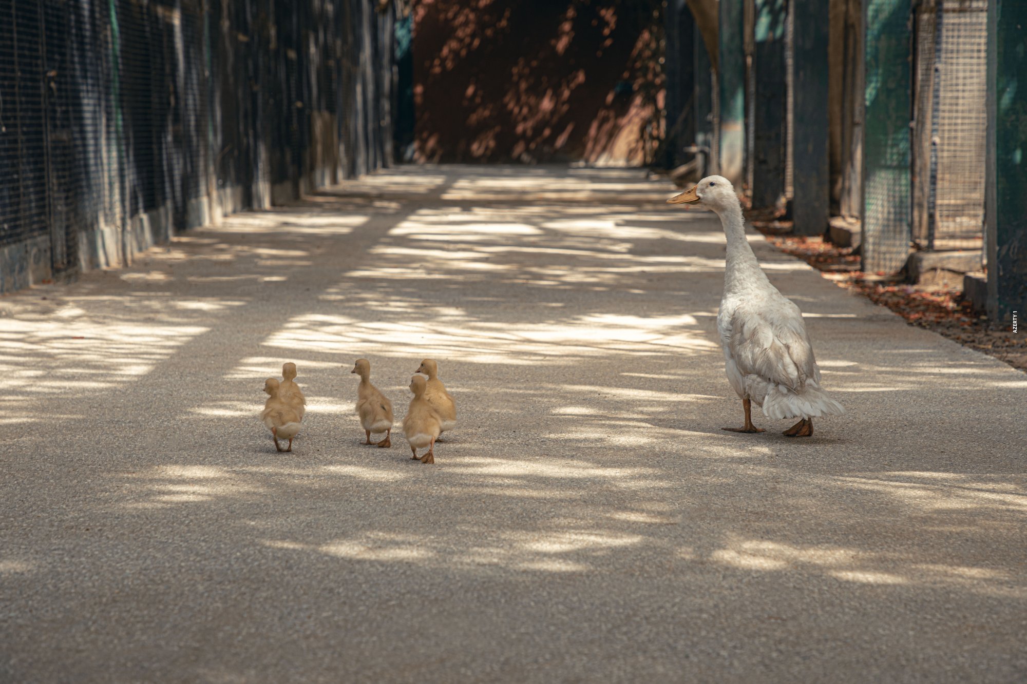 Parc animalier du Complexe du Parc Exotique