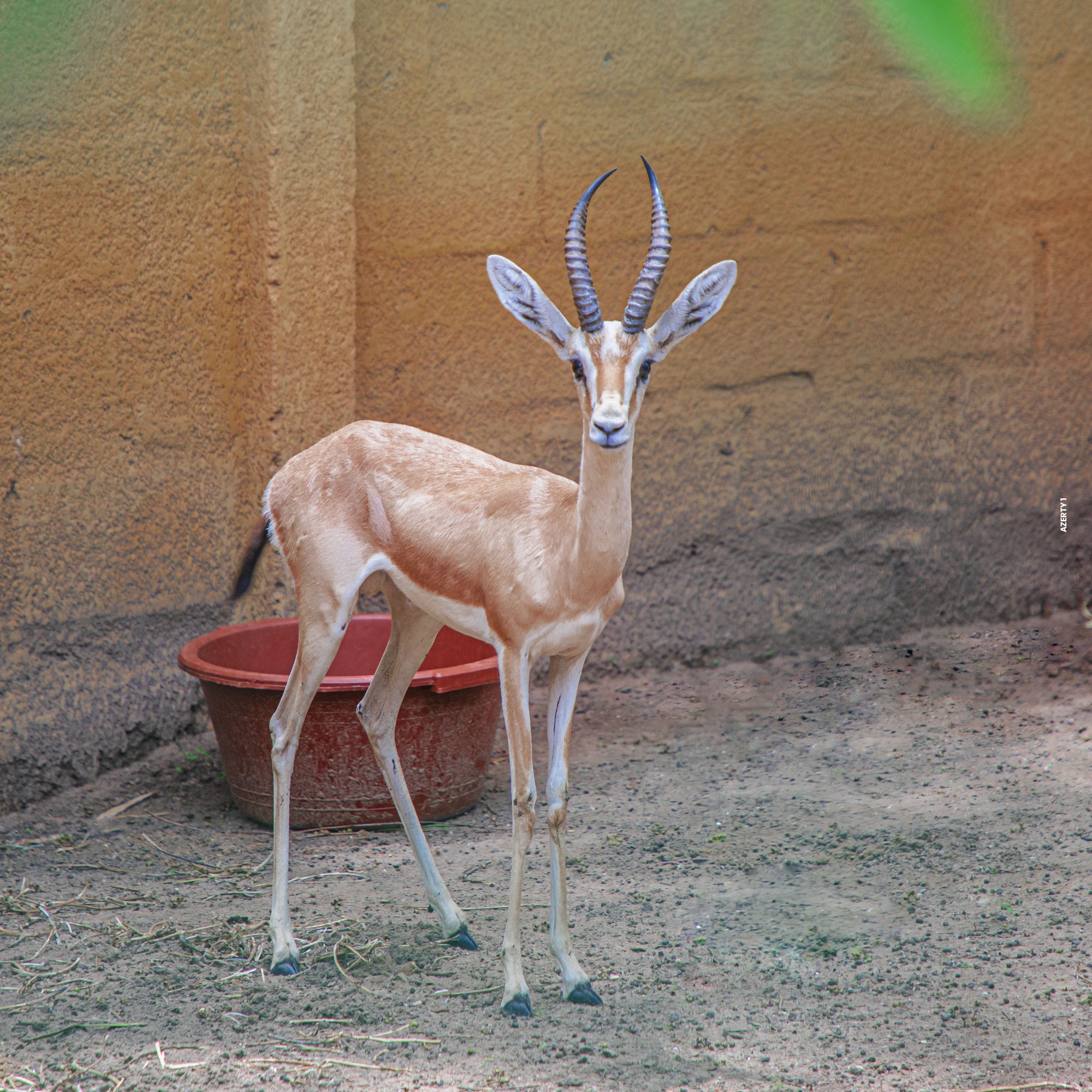 Parc animalier du Complexe du Parc Exotique