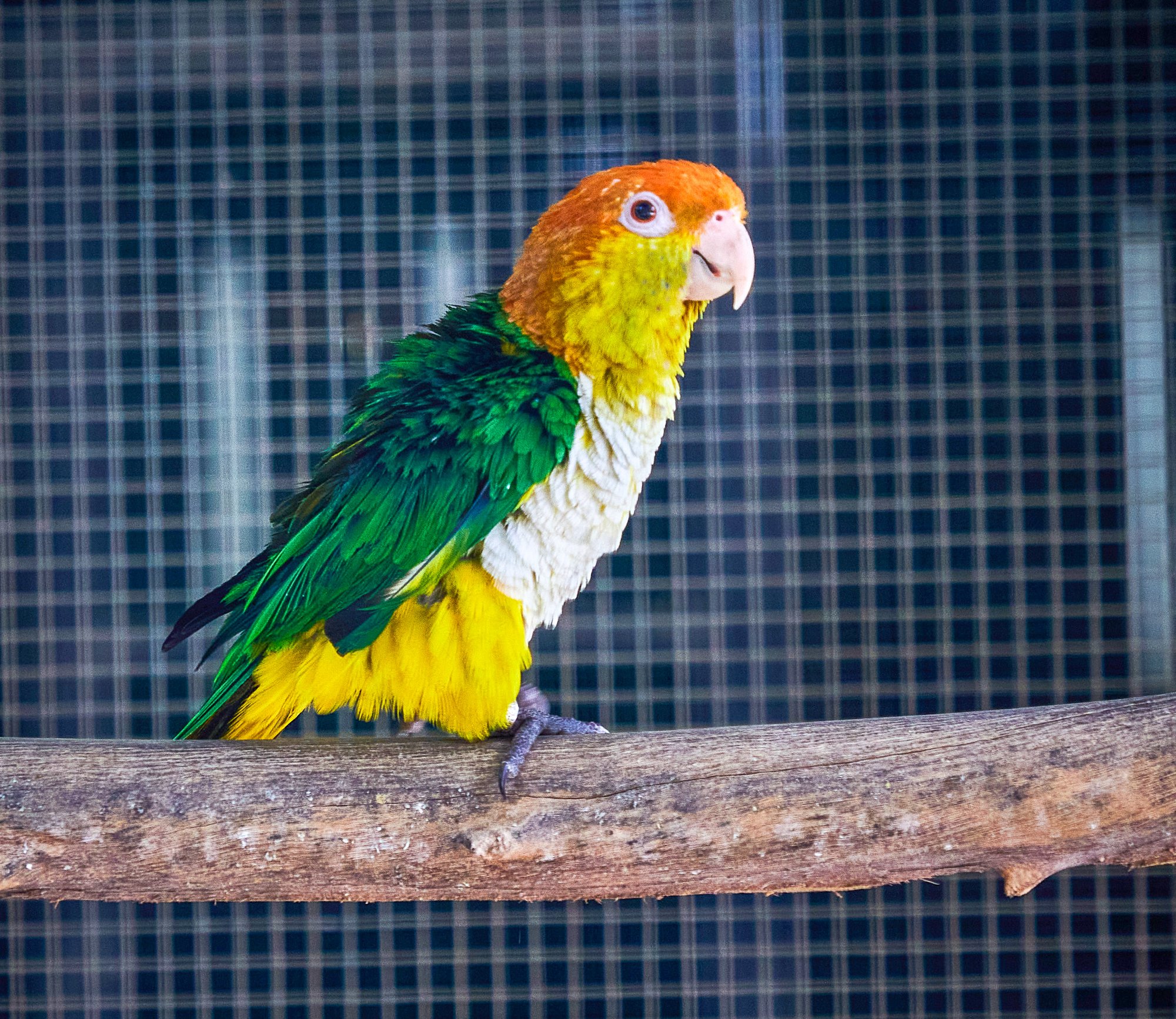 Parc animalier du Complexe du Parc Exotique