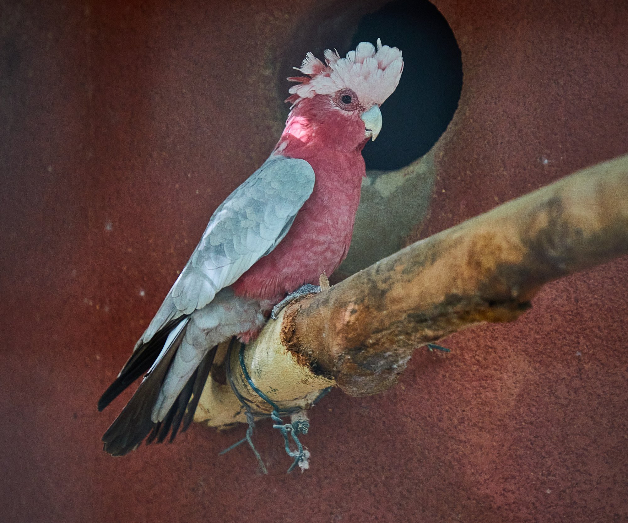 Parc animalier du Complexe du Parc Exotique