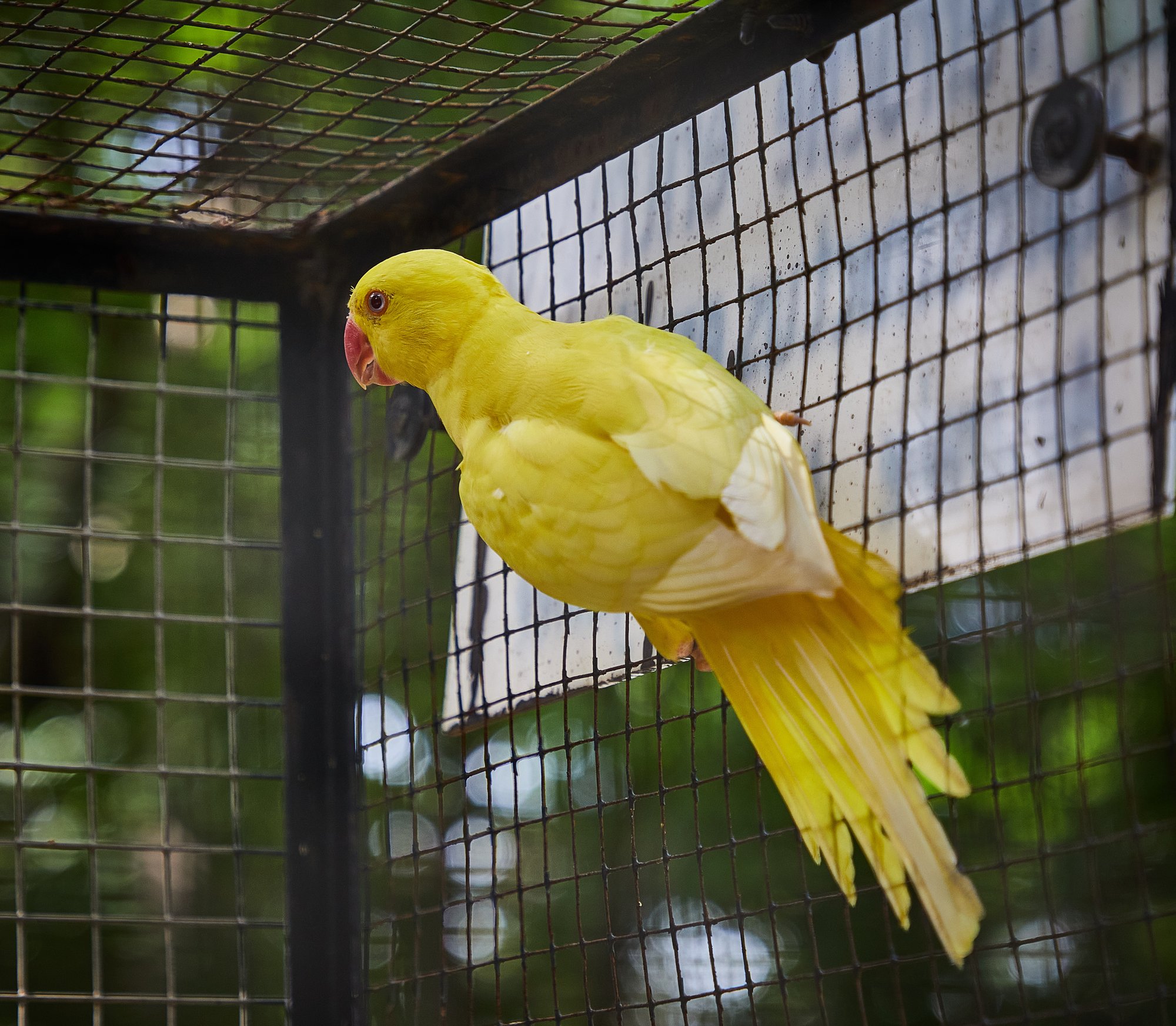 Parc animalier du Complexe du Parc Exotique