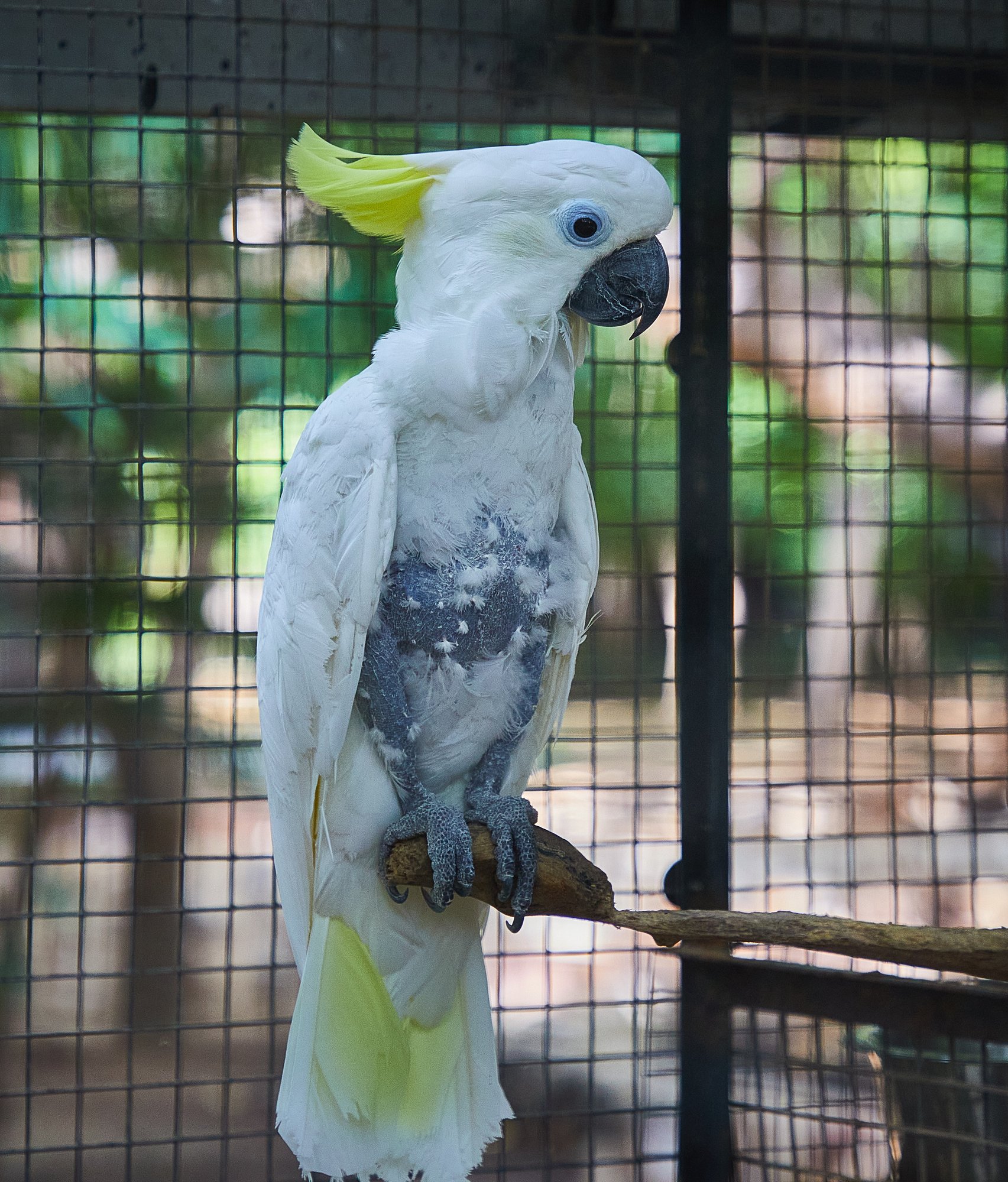 Parc animalier du Complexe du Parc Exotique