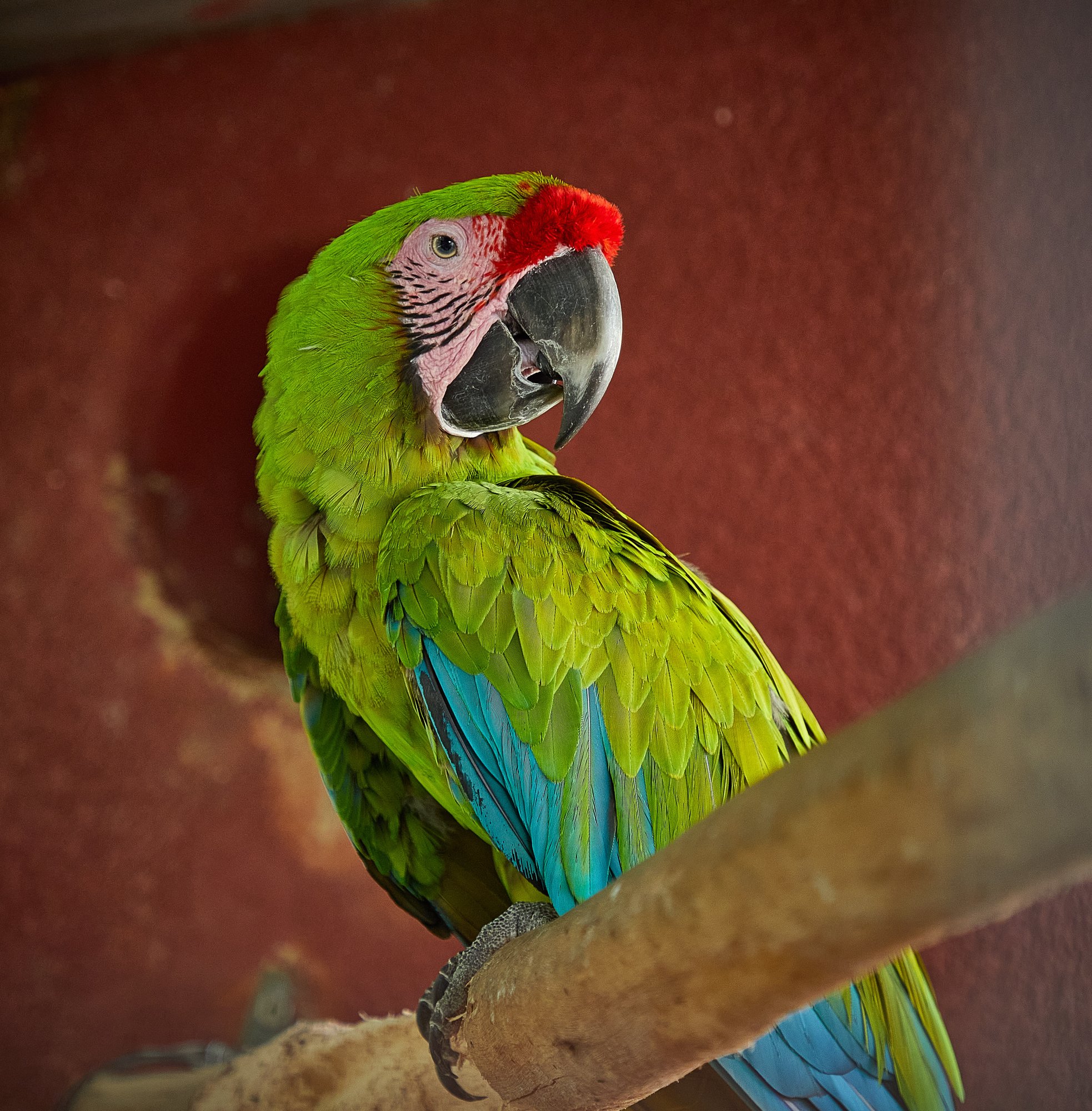 Parc animalier du Complexe du Parc Exotique
