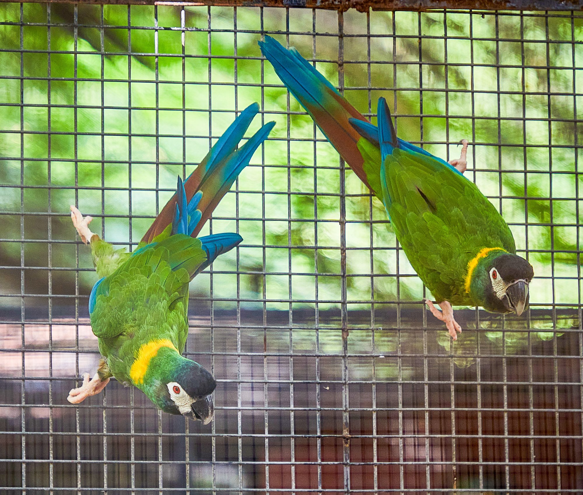 Parc animalier du Complexe du Parc Exotique