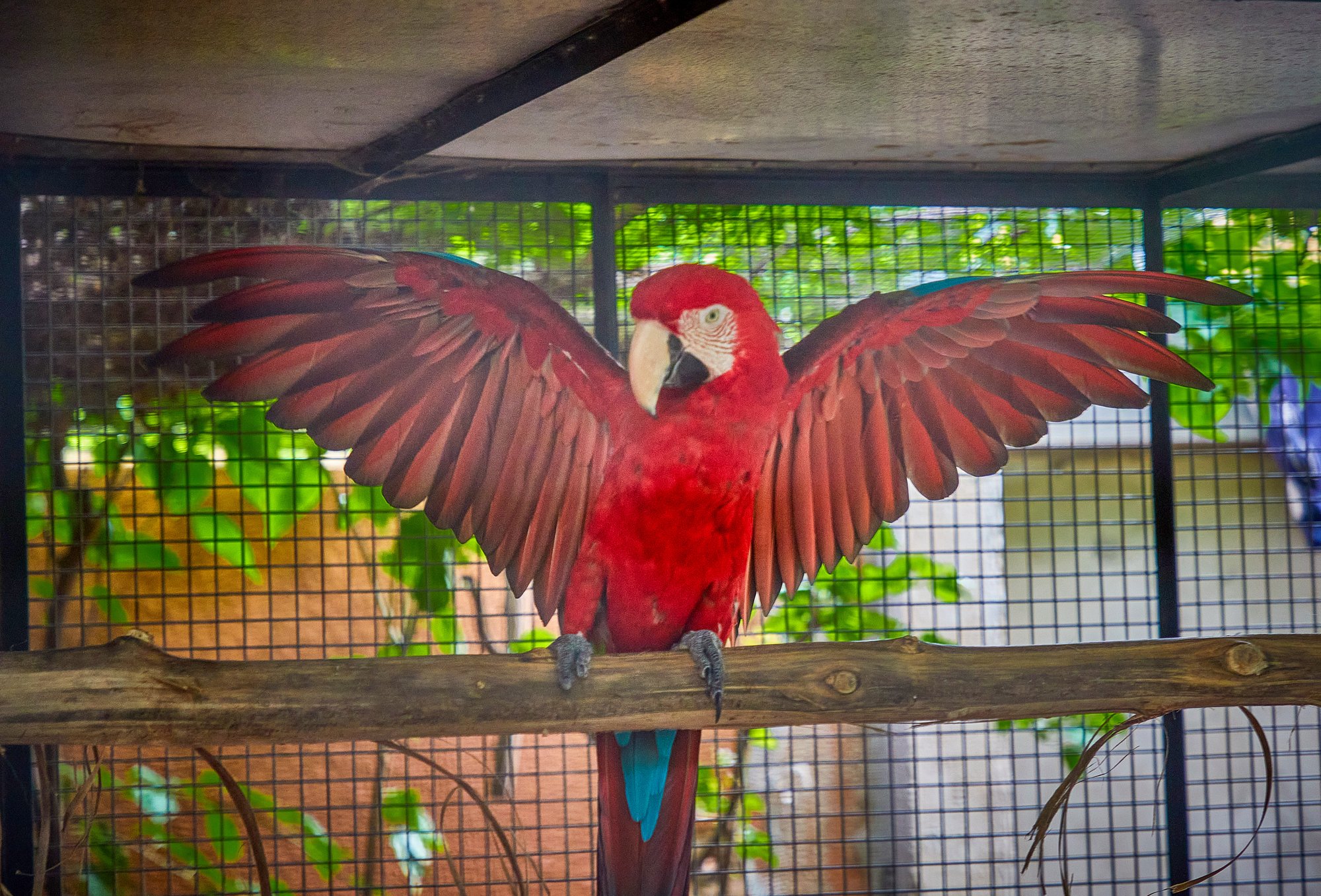 Un ara chloroptère, ailes déployées, dans le parc