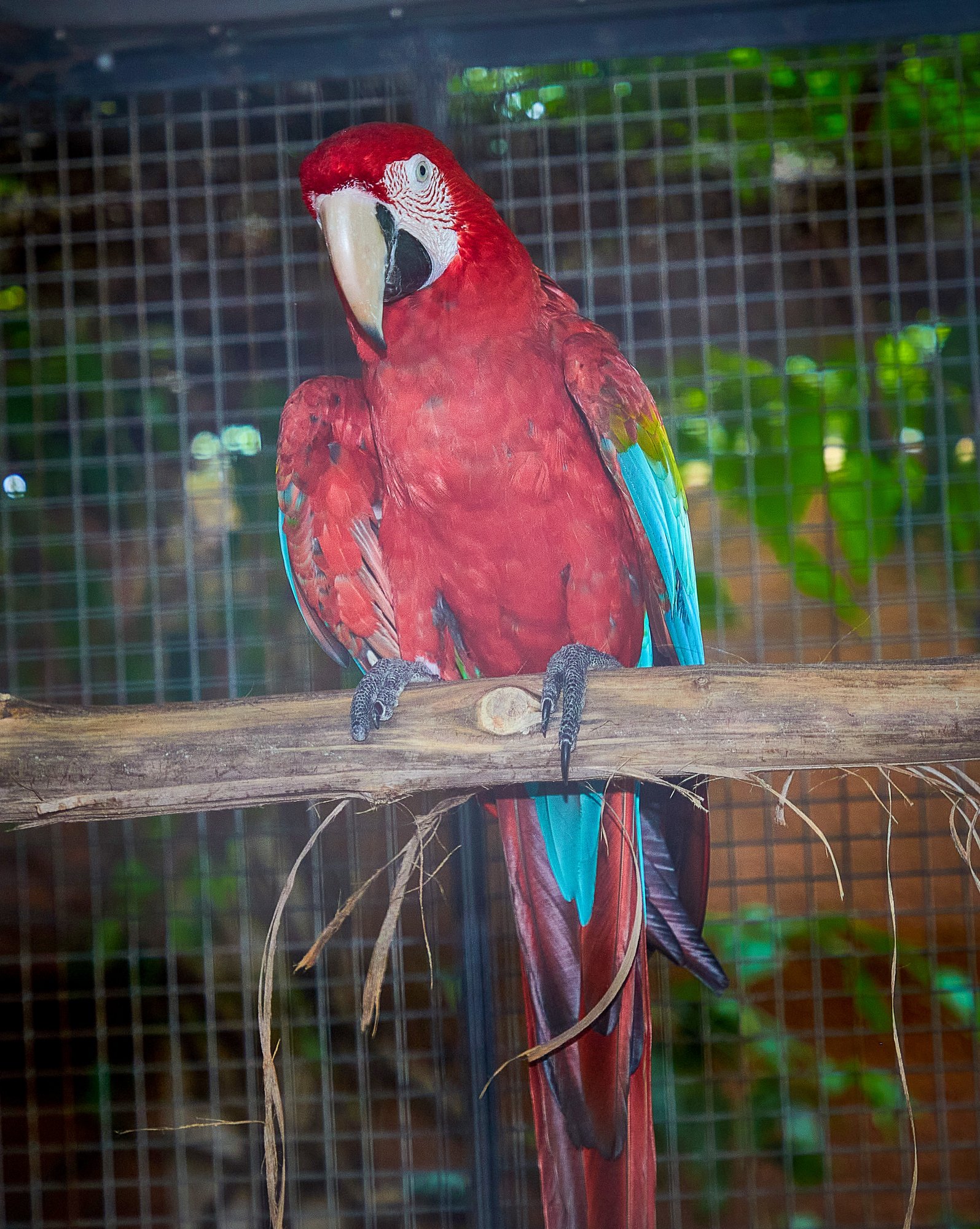 Un ara chloroptère du parc