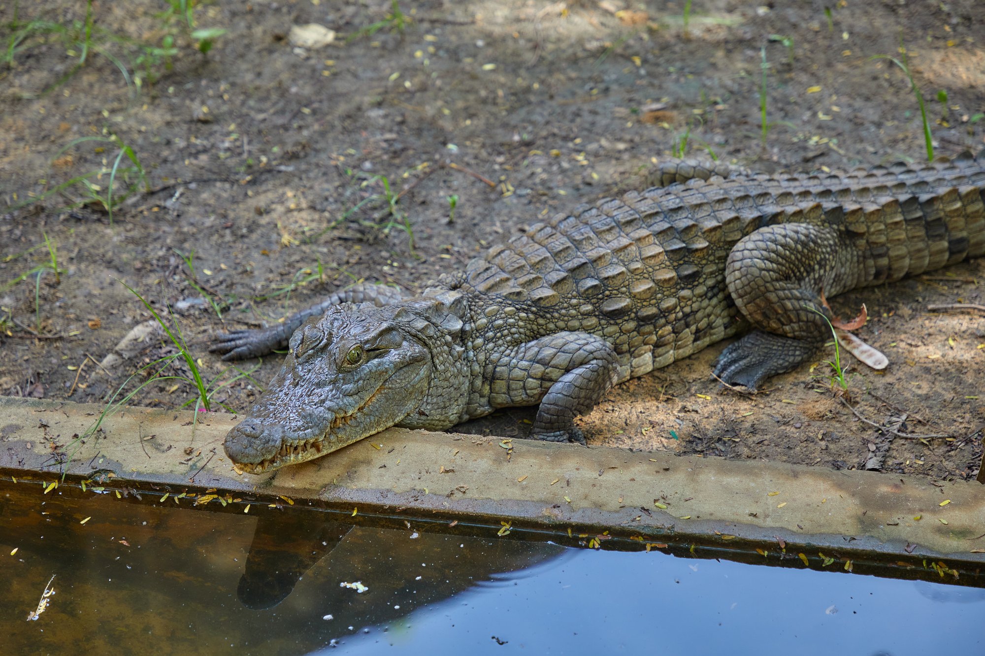Parc animalier du Complexe du Parc Exotique