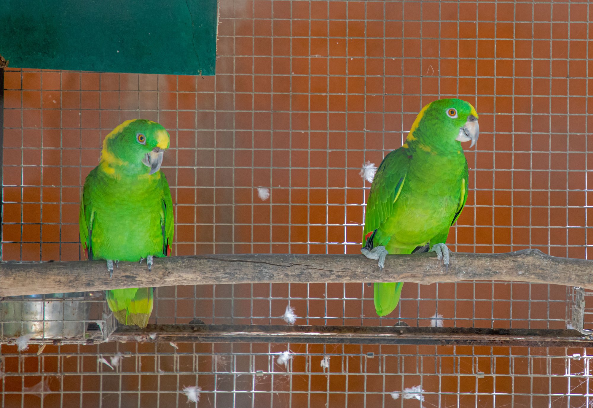 Une allée arborée du parc animalier