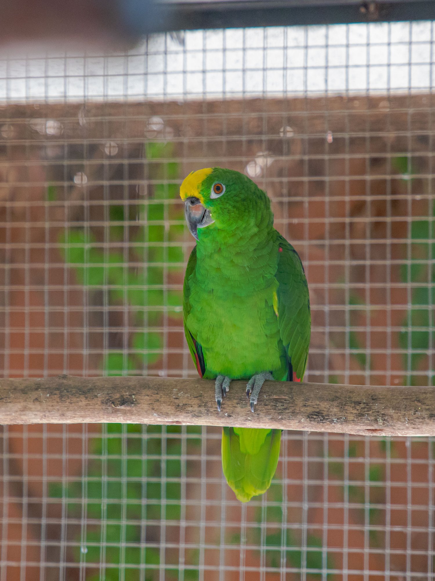 Parc animalier du Complexe du Parc Exotique