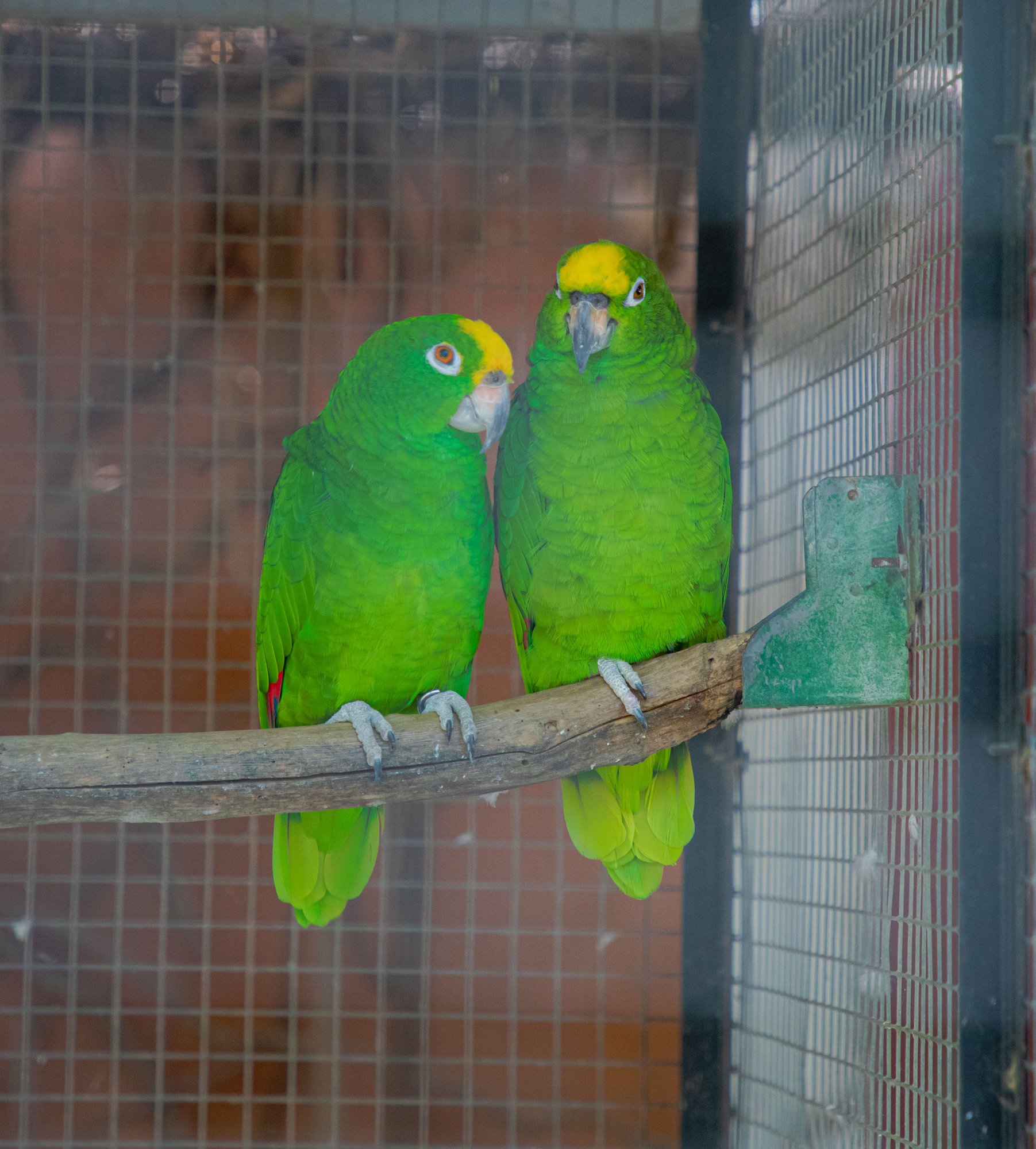 Parc animalier du Complexe du Parc Exotique