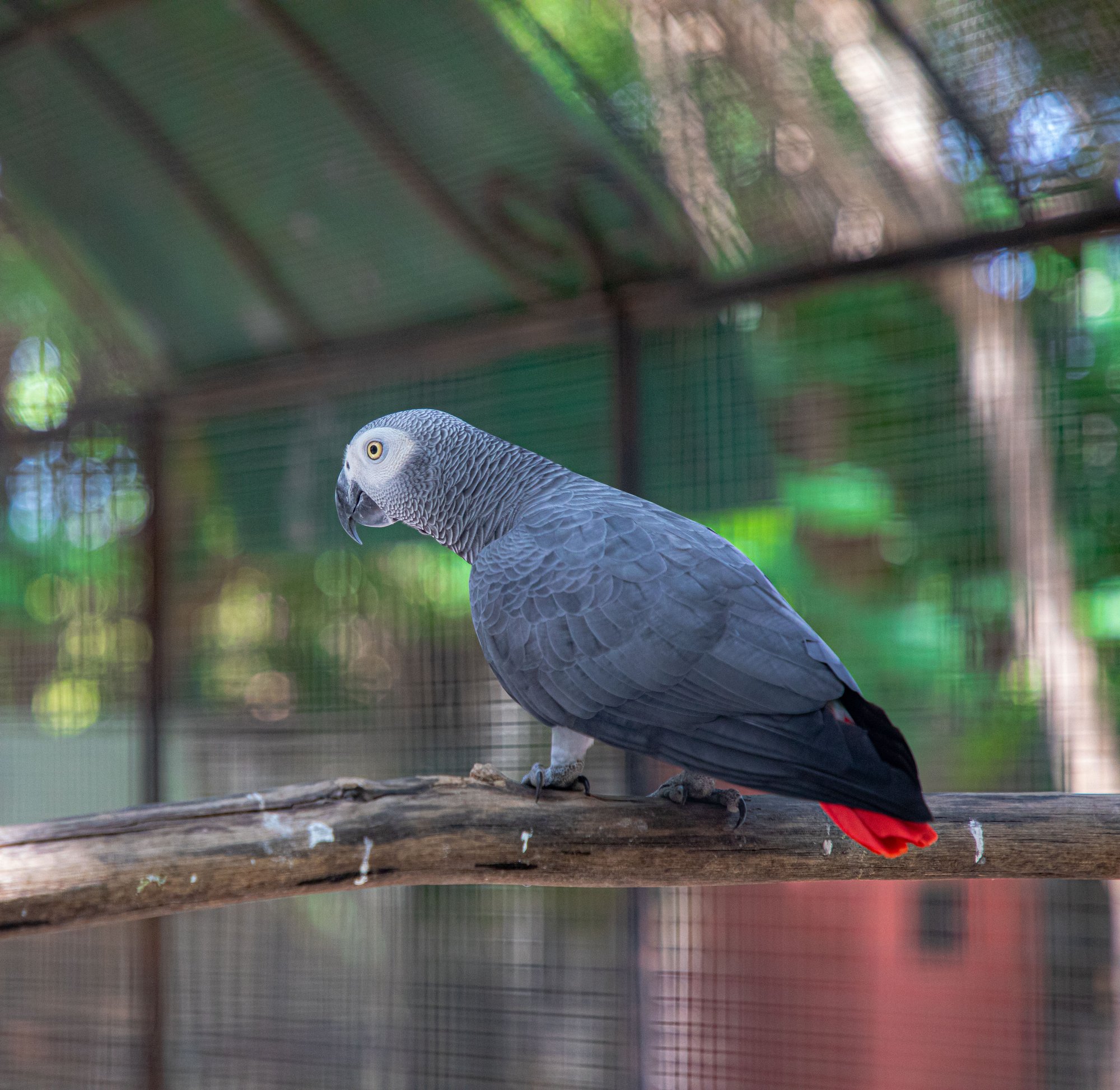 Un gris du Gabon, espèce protégée accueillie au parc
