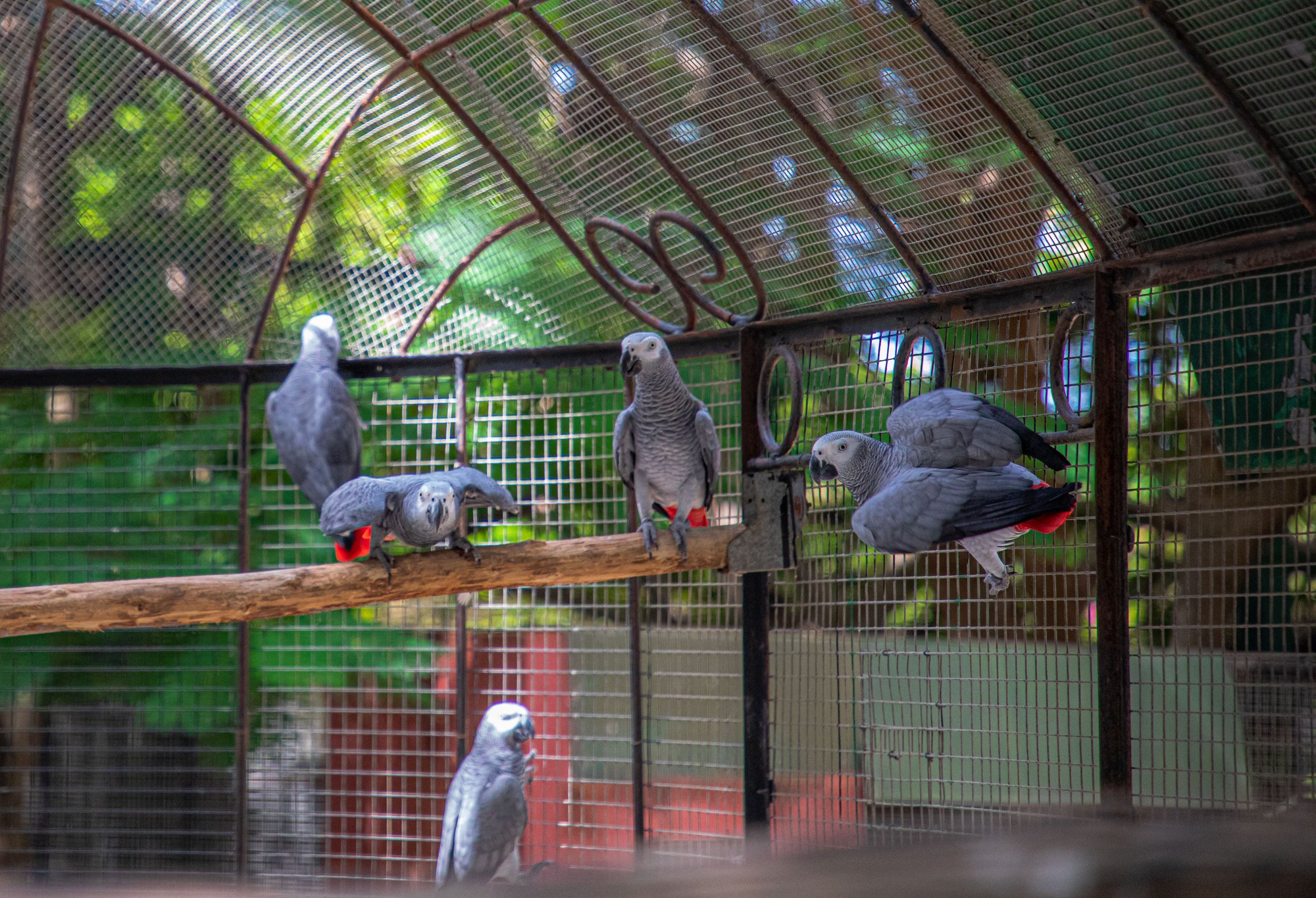 Parc animalier du Complexe du Parc Exotique