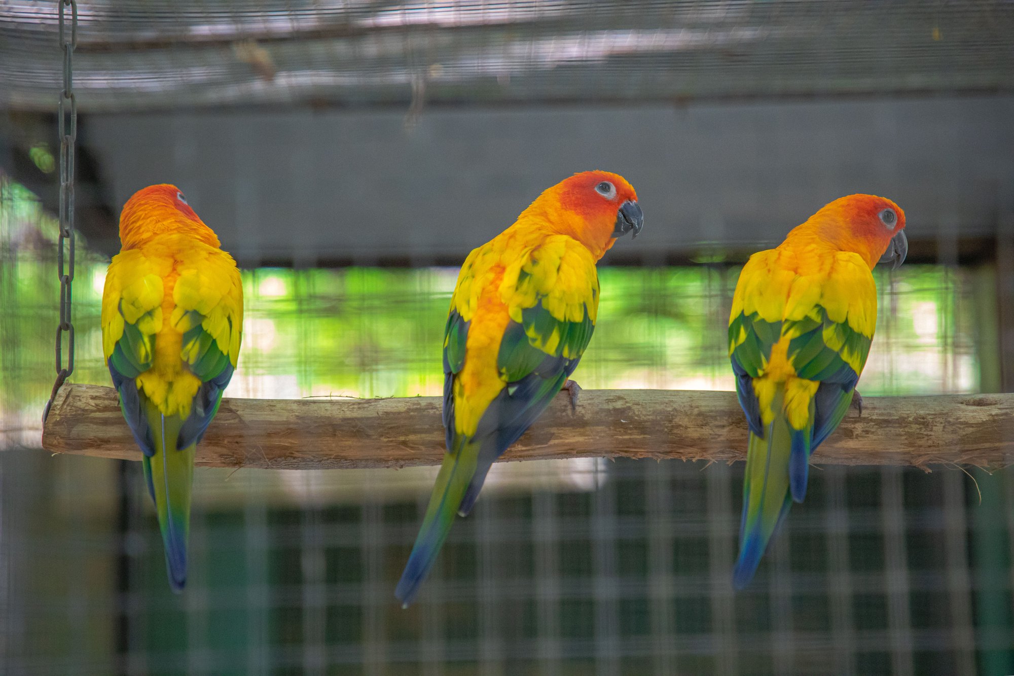 Parc animalier du Complexe du Parc Exotique