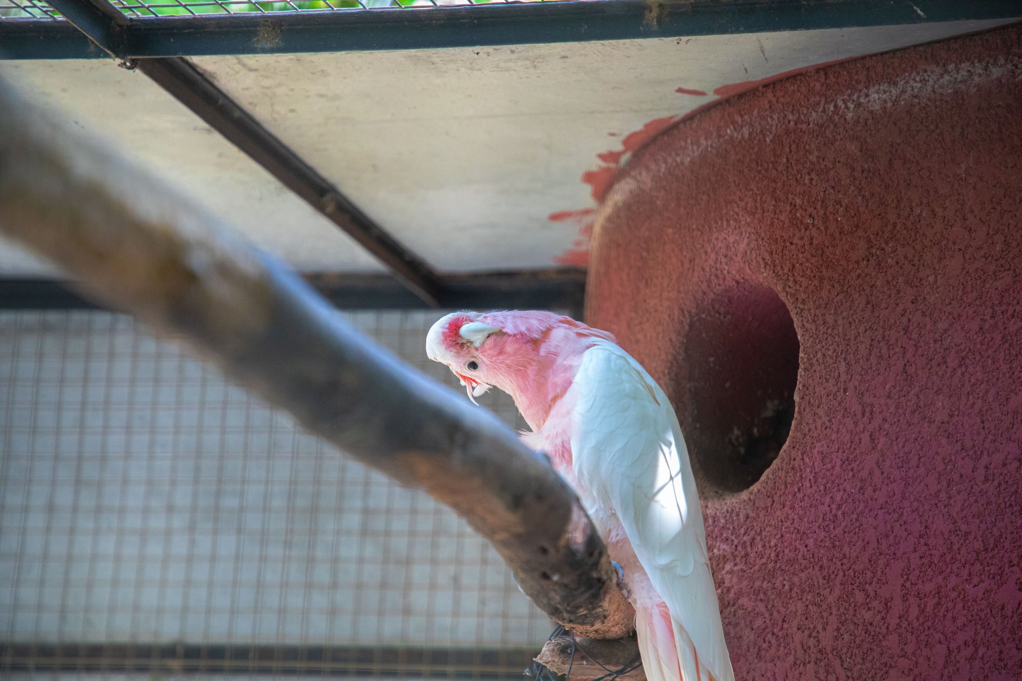 Parc animalier du Complexe du Parc Exotique