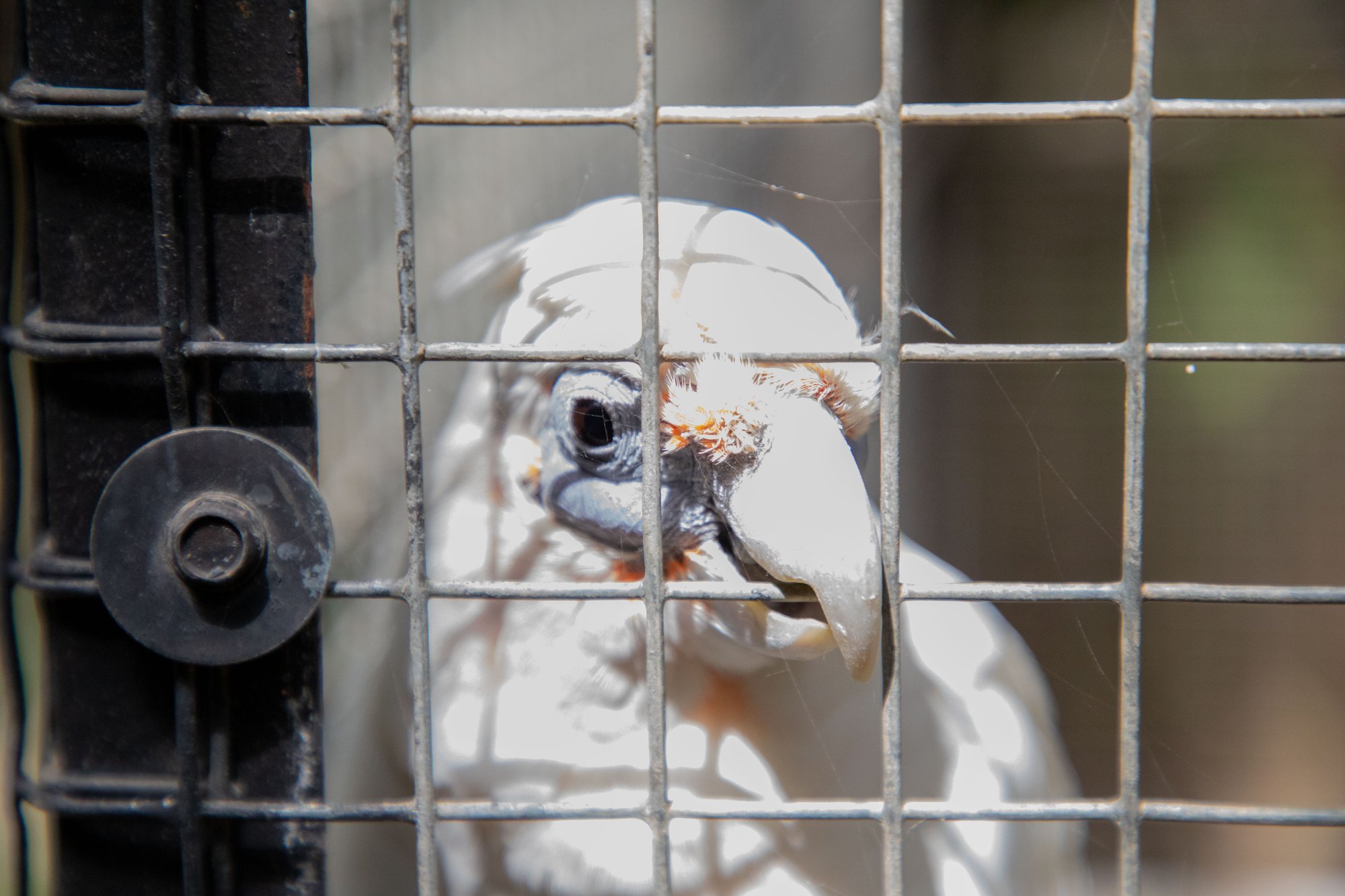 Parc animalier du Complexe du Parc Exotique