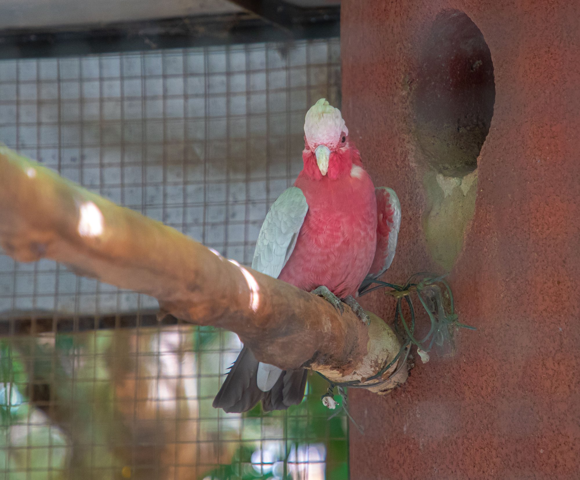Parc animalier du Complexe du Parc Exotique