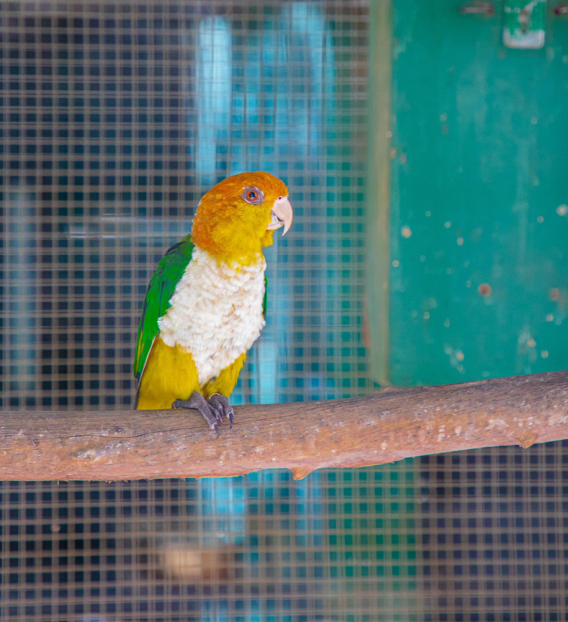 Parc animalier du Complexe du Parc Exotique