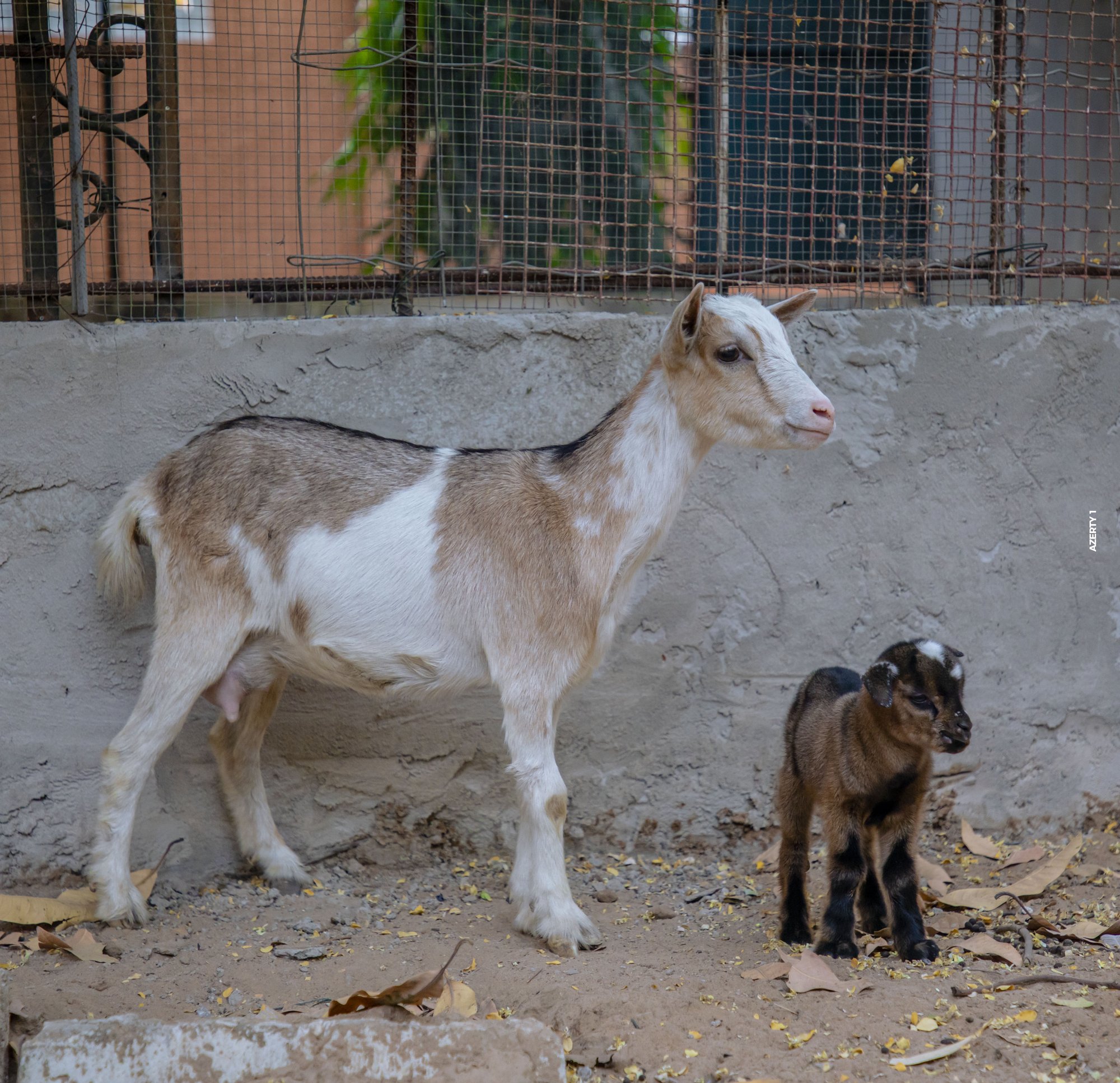 Parc animalier du Complexe du Parc Exotique