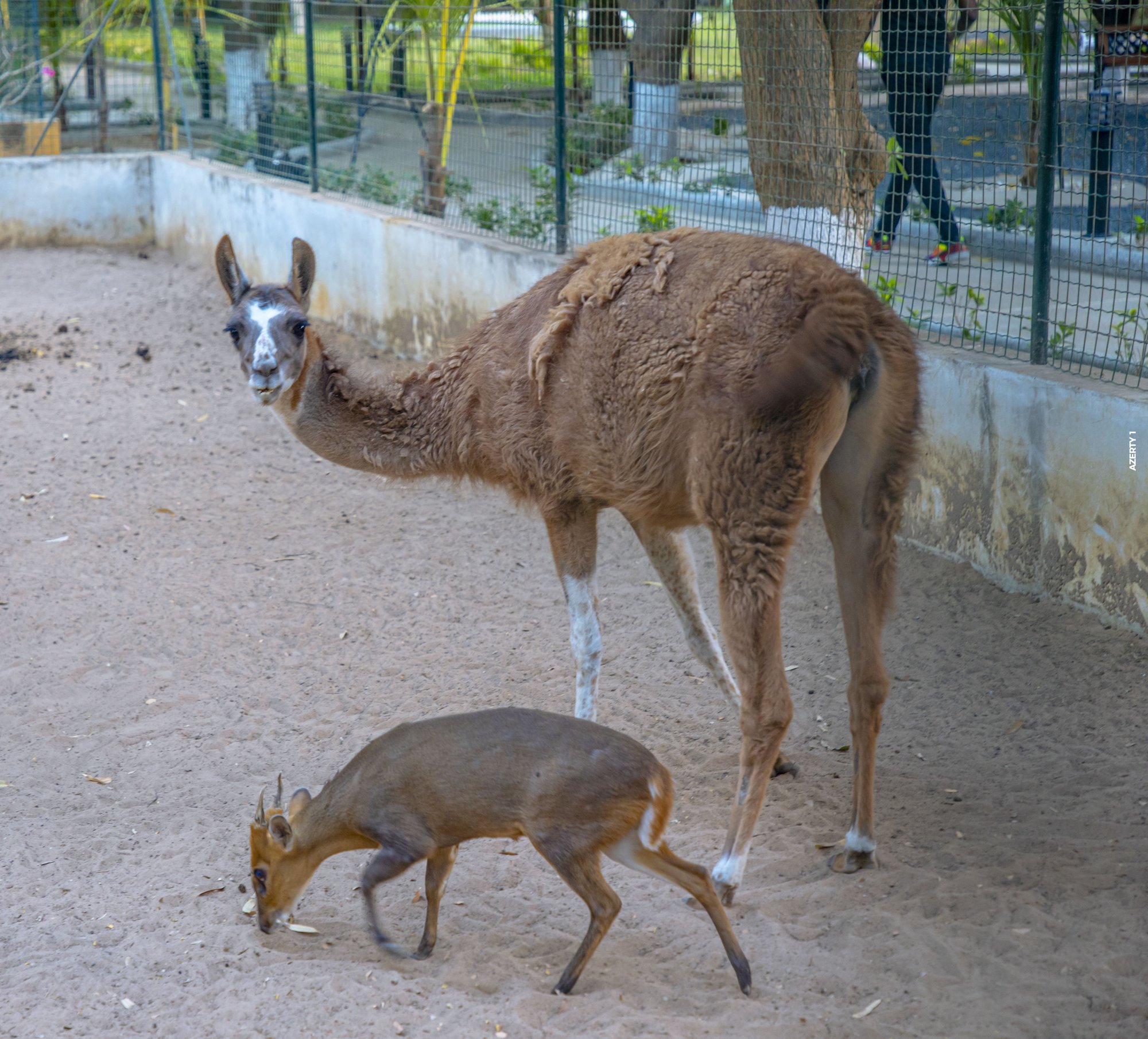 Parc animalier du Complexe du Parc Exotique