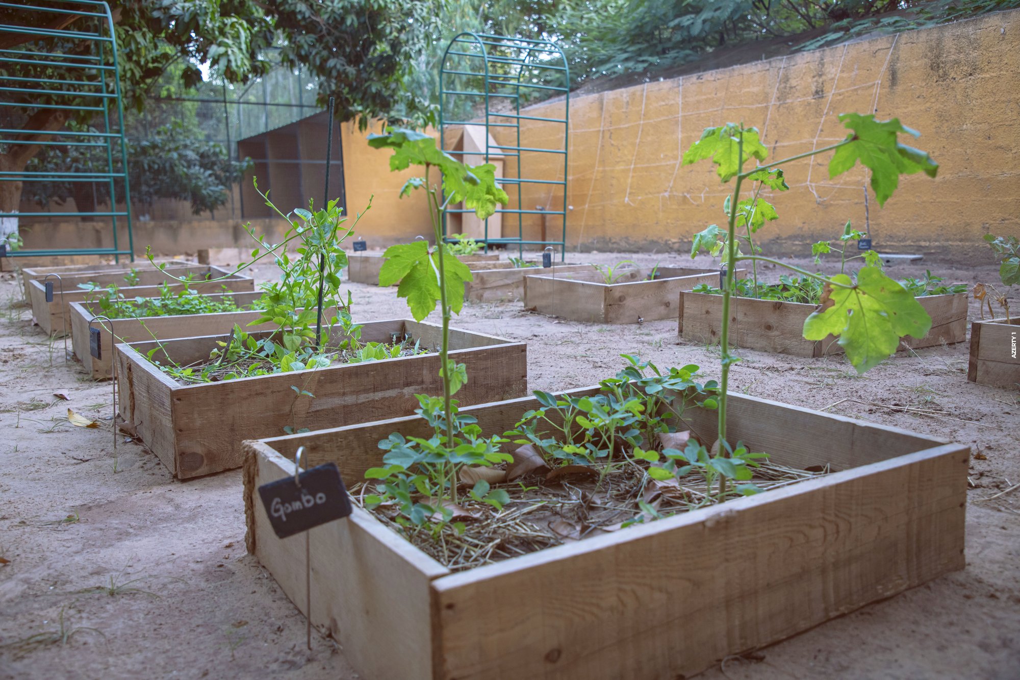 Le potager du parc, cultivé sur place