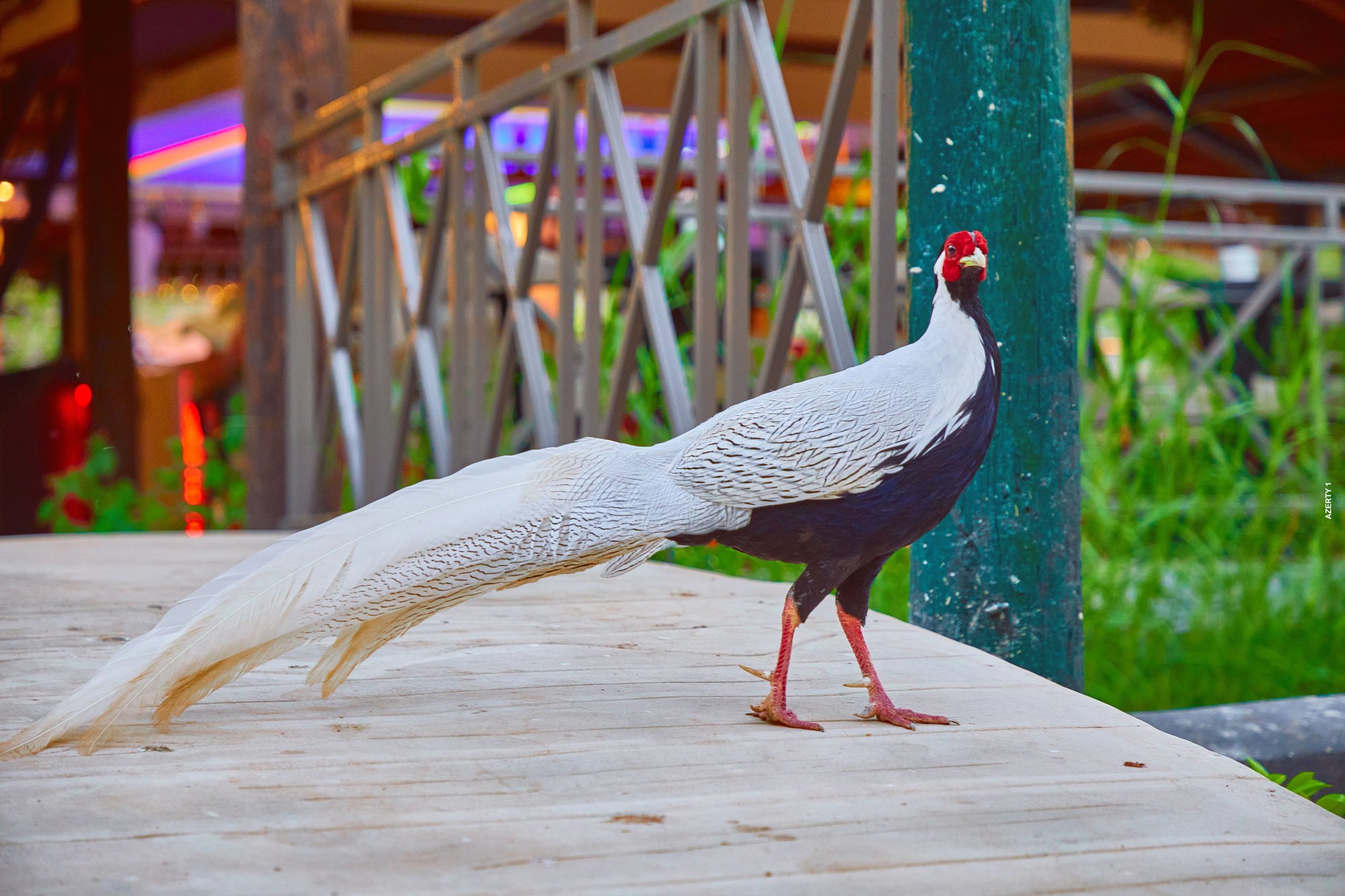 Parc animalier du Complexe du Parc Exotique