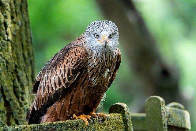 Parc animalier du Complexe du Parc Exotique