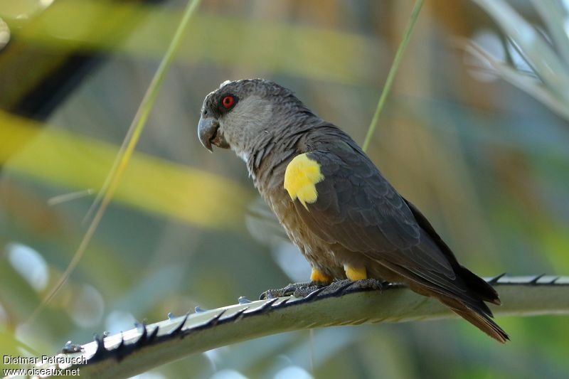 Parc animalier du Complexe du Parc Exotique